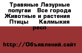 Травяные Лазурные попугаи - Все города Животные и растения » Птицы   . Калмыкия респ.